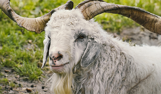 The Difference Between Cashmere and Pashmina